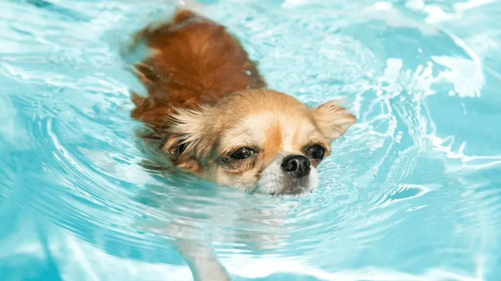 Chihuahua swimming