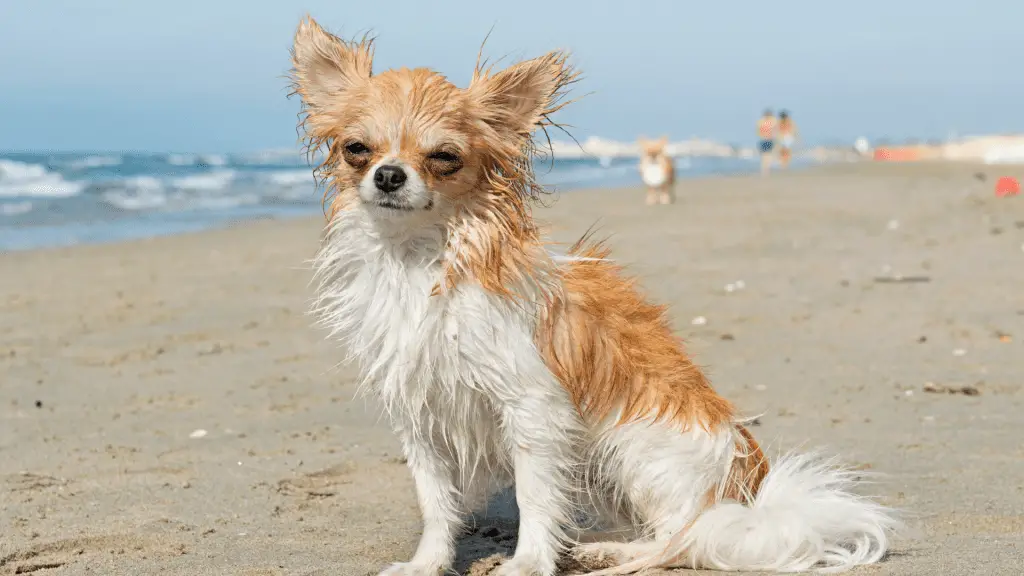 chihuahua in beach