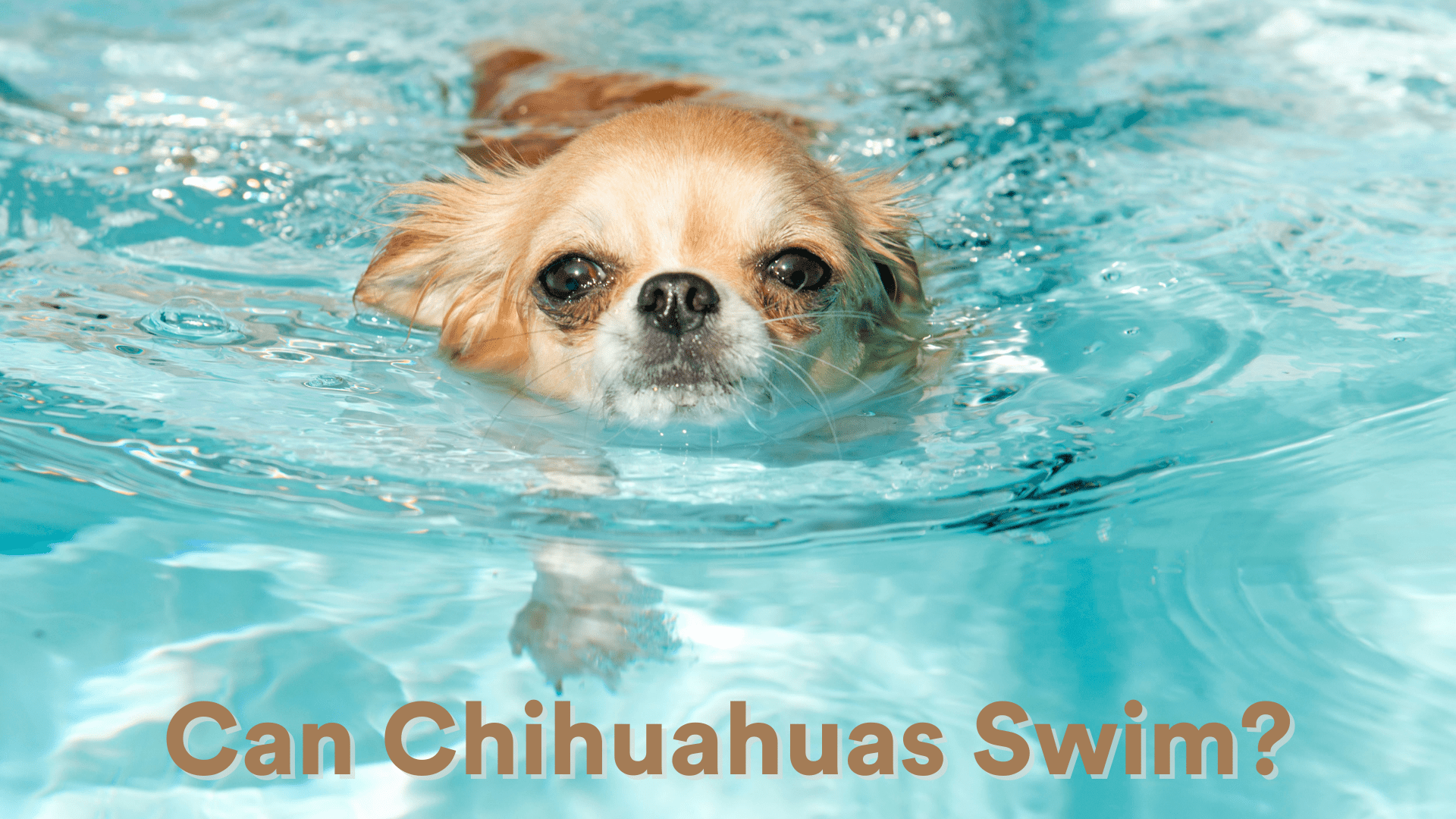 Can Chihuahuas Swim?
