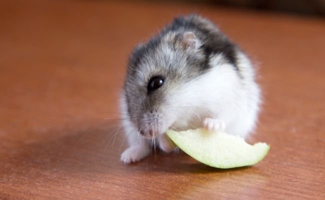 Can Hamsters Eat Apples? Benefits & Risks