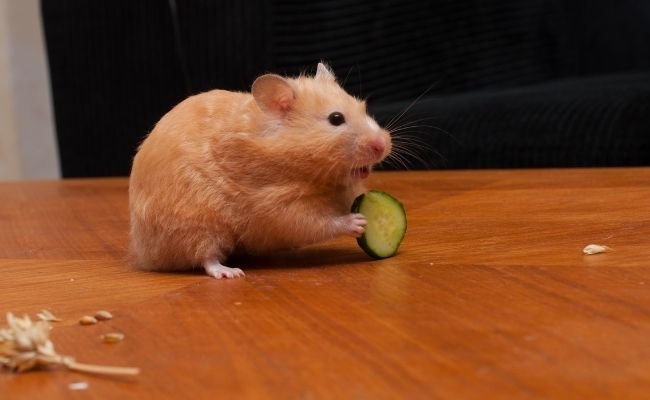 Can Hamsters Eat Cucumber? (Good or Bad?)