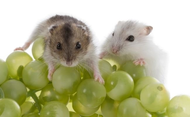 Can Hamsters Eat Grapes? Here Is What You Need To Know