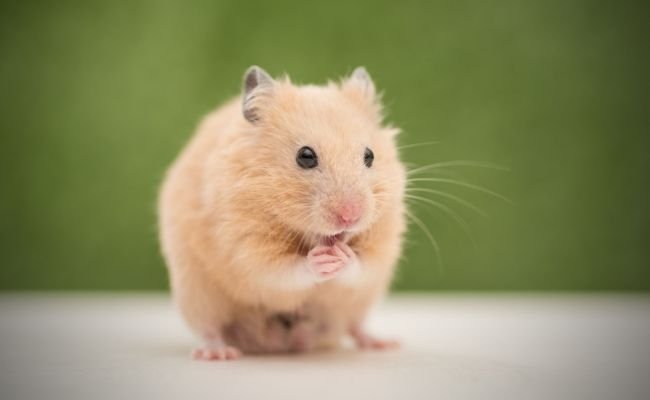 Can Hamsters Eat Mango? Find Out If It’s Safe