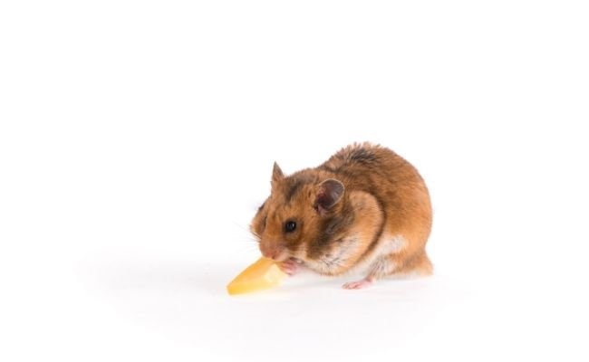 Can Hamsters Eat Papaya? Is It Good