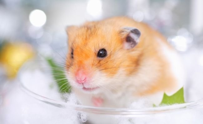 How Much Spinach Should A Syrian Hamster Eat?