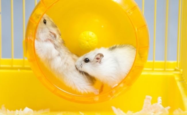 Can Hamsters Share A Wheel