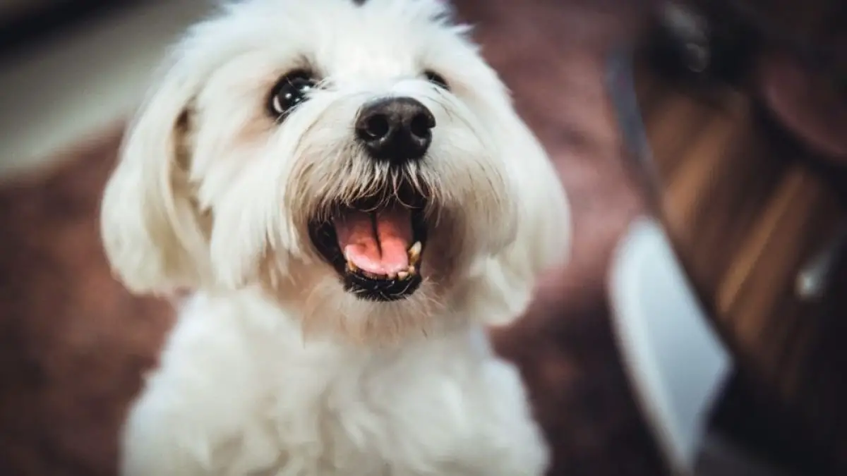 Can Maltese Dogs Eat Bananas