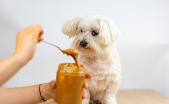 A Few Things To Remember Before Giving Your Poodle Peanut Butter