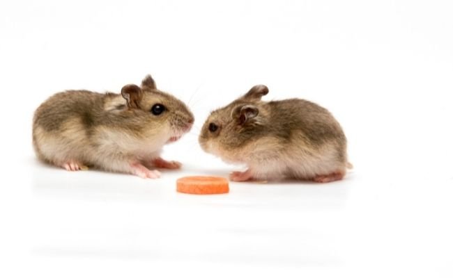 Can hamsters eat carrots?