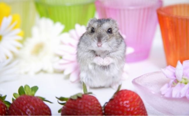 Do's and Don'ts when giving your hamster strawberries