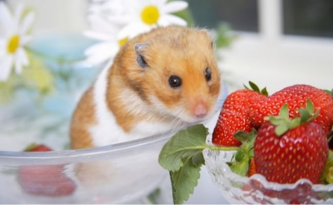 Can hamsters eat strawberries