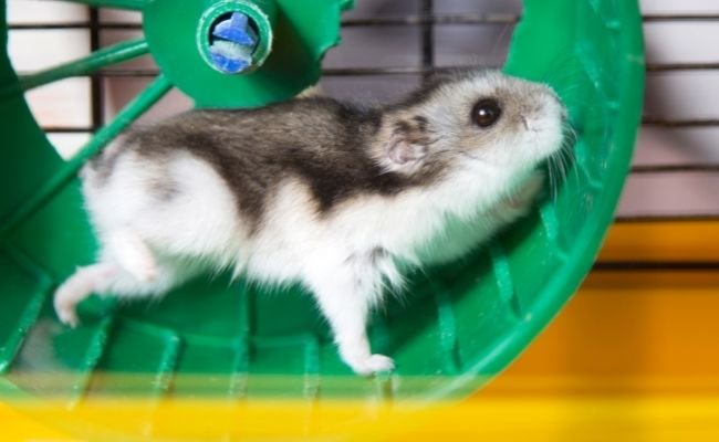 Characteristics-of-Good-Hamster-Wheels
