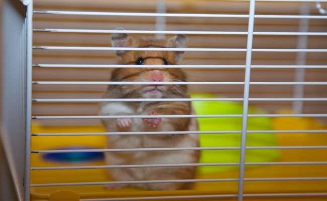 Clean Hamster Cage