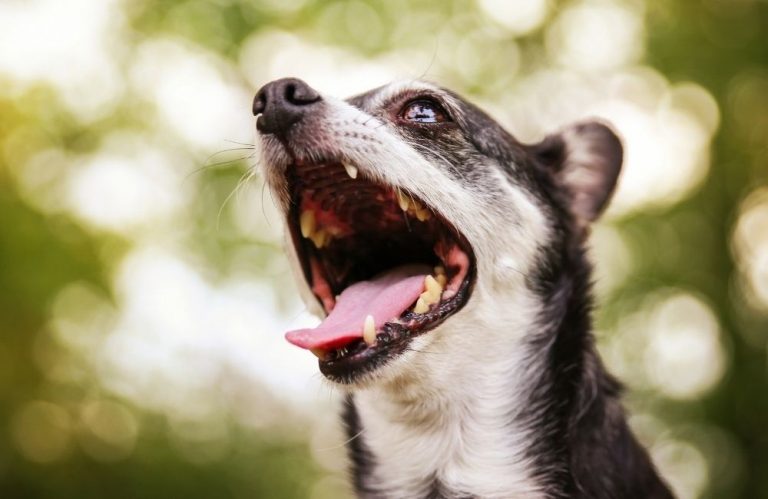 Do Chihuahuas Bark A Lot? What You Need To Know!