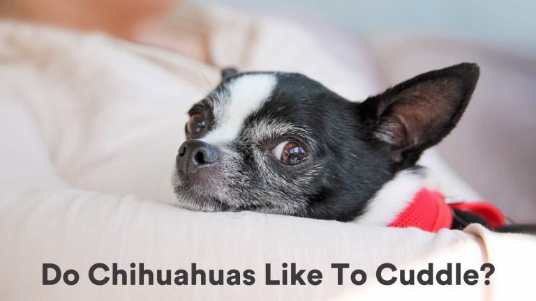 Do Chihuahuas Like To Cuddle [All You Need To Know!]