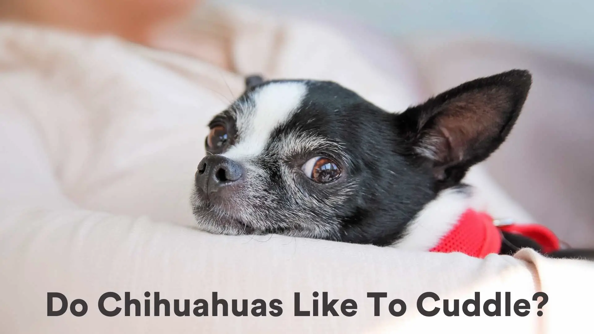 Do Chihuahuas Like To Cuddle