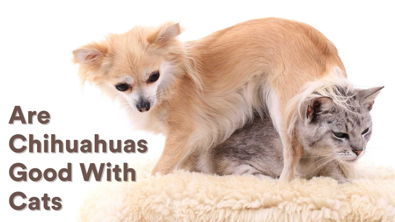 Are Chihuahuas Good With Cats How To Bring Them Together! AtractivoPets