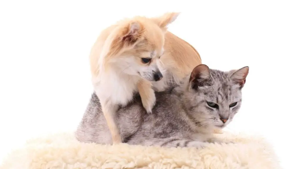 chihuahua and cats