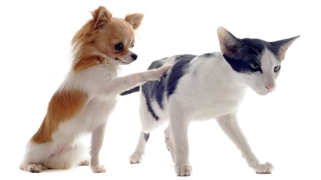 chihuahua playing with cat