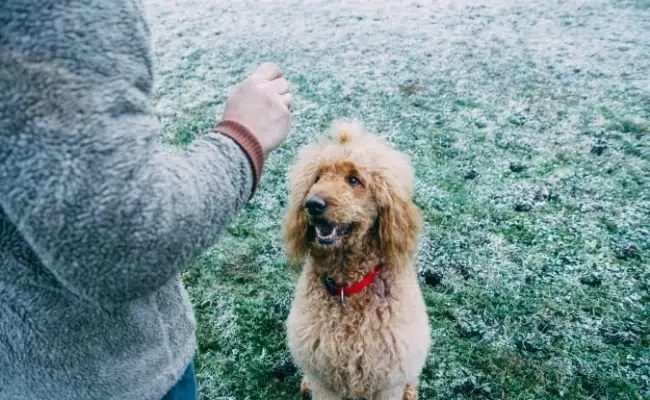 Poodles are easy to train