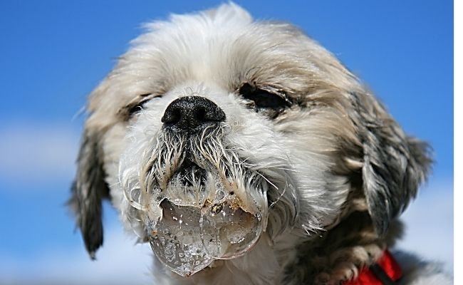 Drooling in Poodles