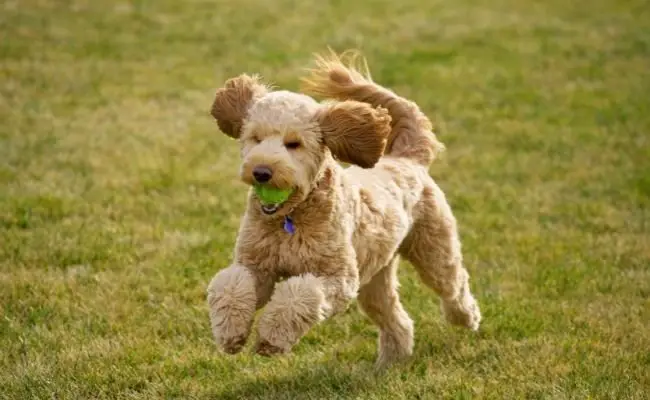 Goldendoodle