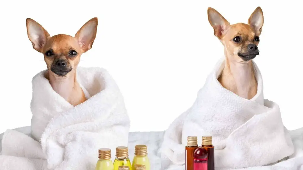 cleaning your chihuahua's ears with the right tools