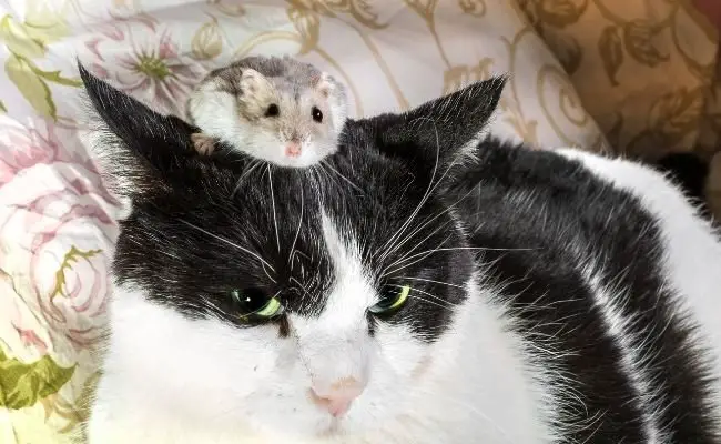 Hamster-Cat Combination