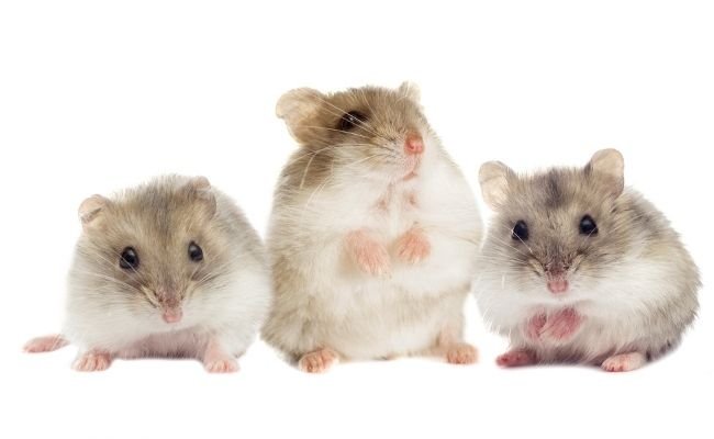 Hamster Cheek Pouches Contents