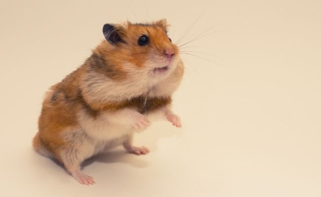 Hamster Cheek Pouches Diseases