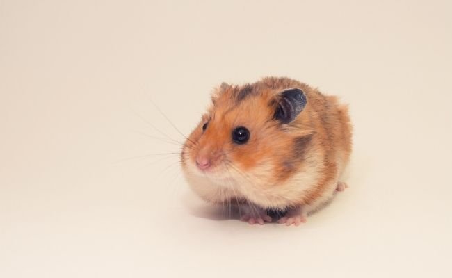 Hamster Cheek Pouches