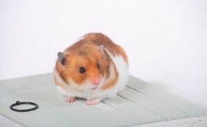 All About Hamster Dental Health