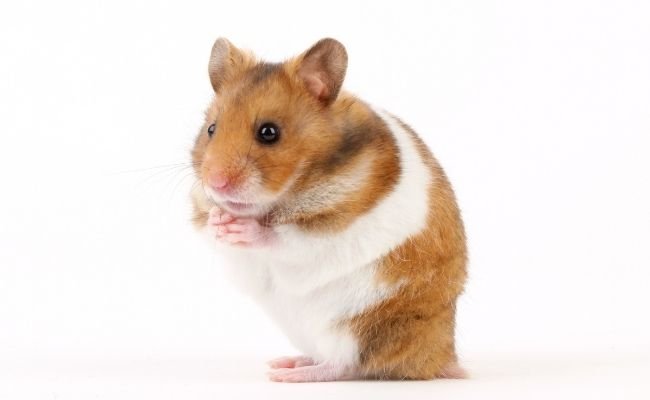 Hamster Diabetes