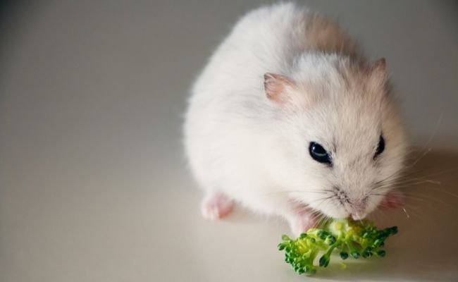 Can Hamsters Eat Broccoli? What You Need To Know