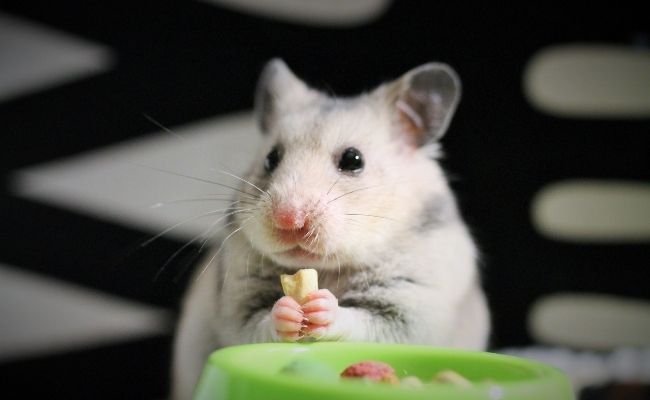 Hamster Food