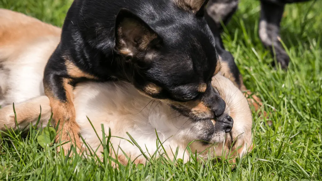 chihuahua with a mate