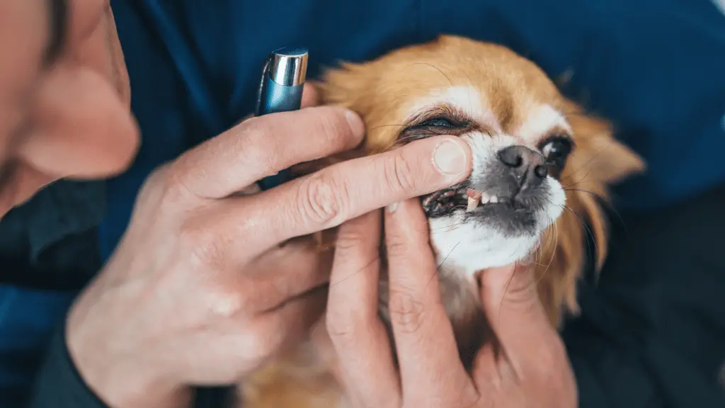 dental problems of chihuahua