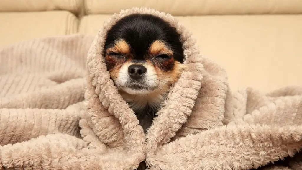 chihuahua in blanket