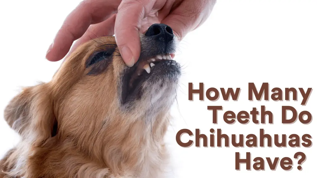 How Many Teeth Do Chihuahuas Have? [Dental Care] AtractivoPets