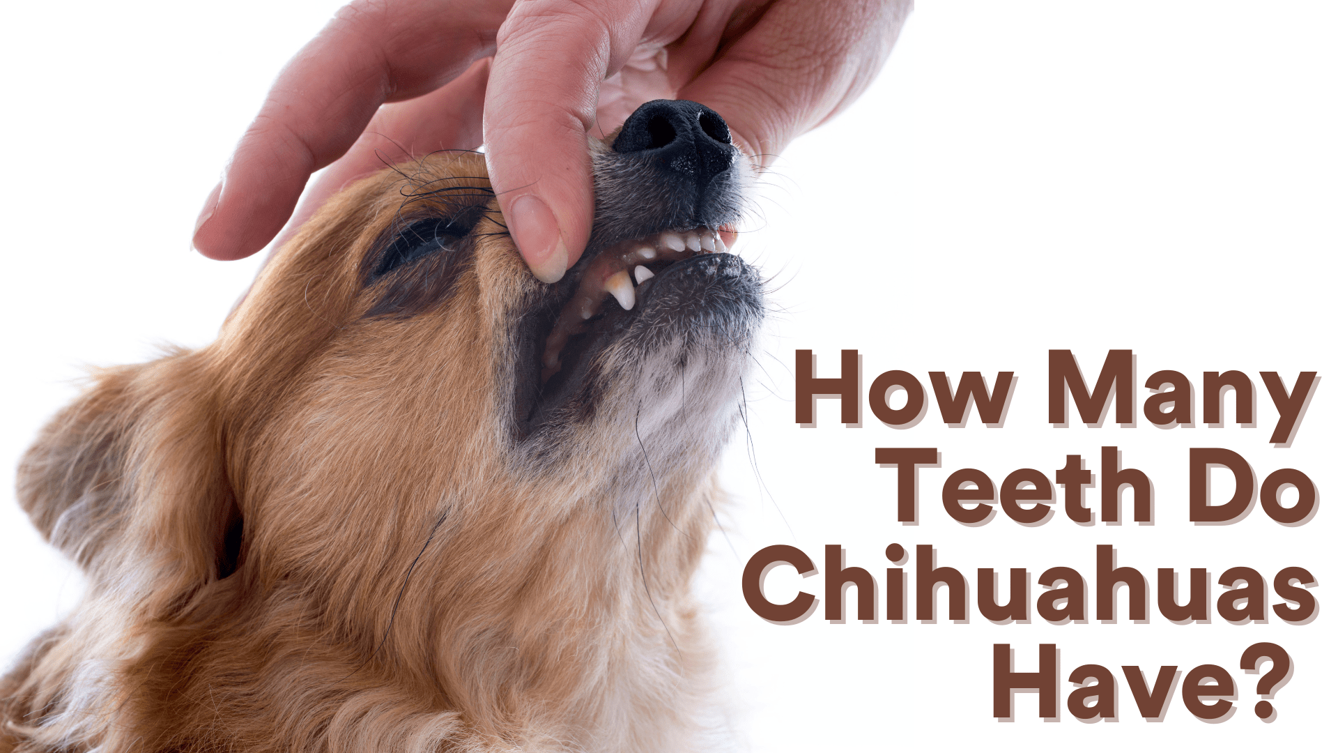 How Many Teeth Do Chihuahuas Have?