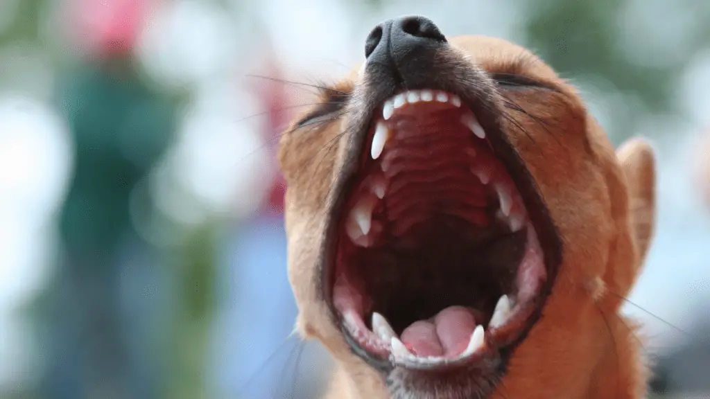 teeth of chihuahua