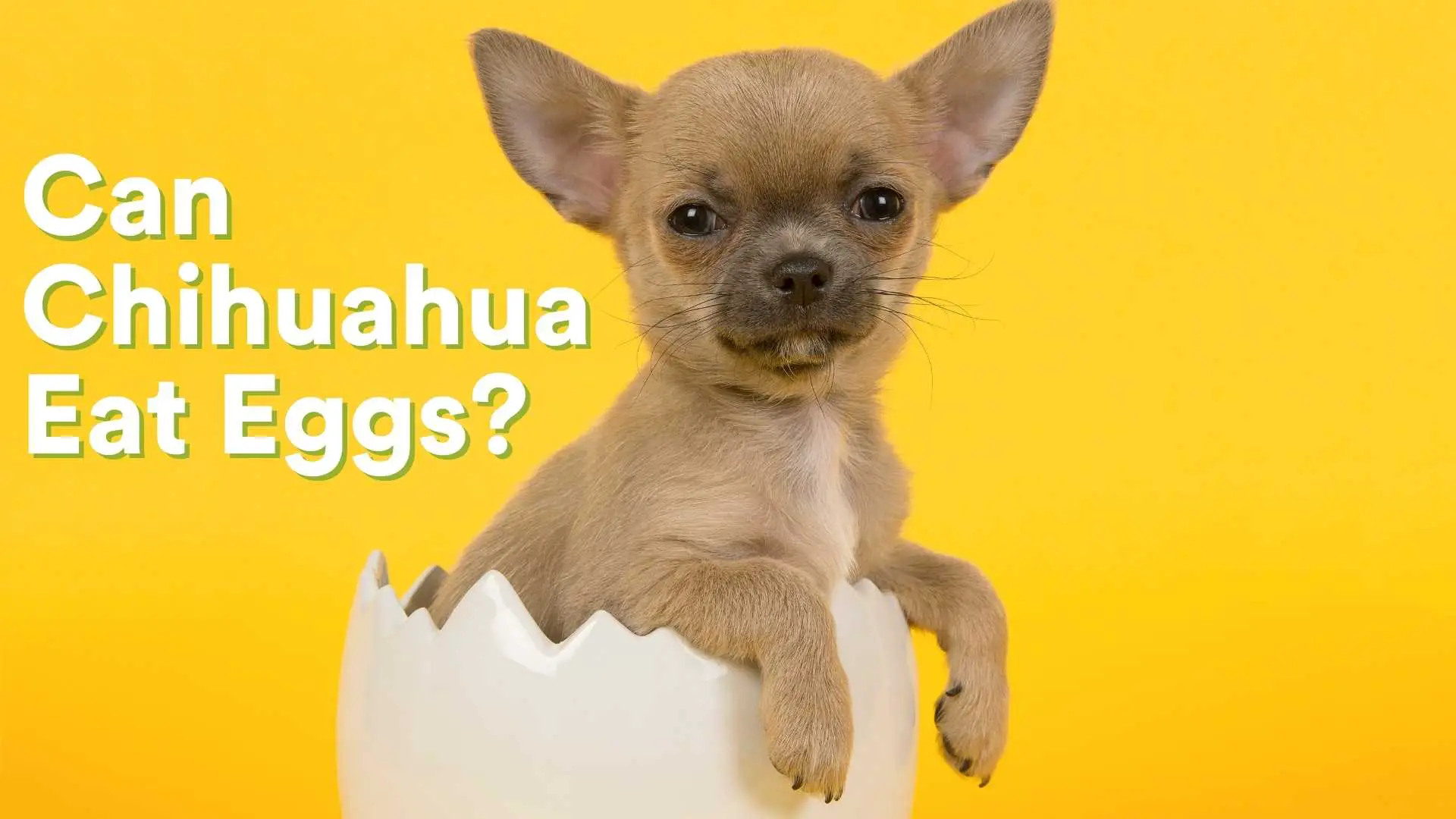 can chihuahuas eat eggs?