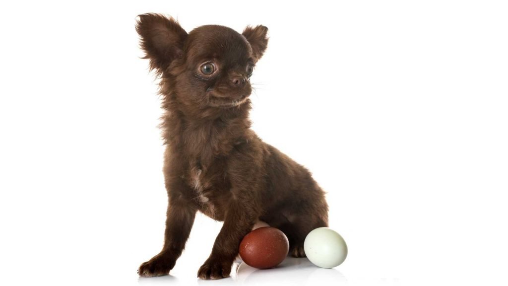 are eggs safe for dogs?