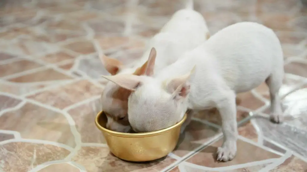 chihuahua eating eggs