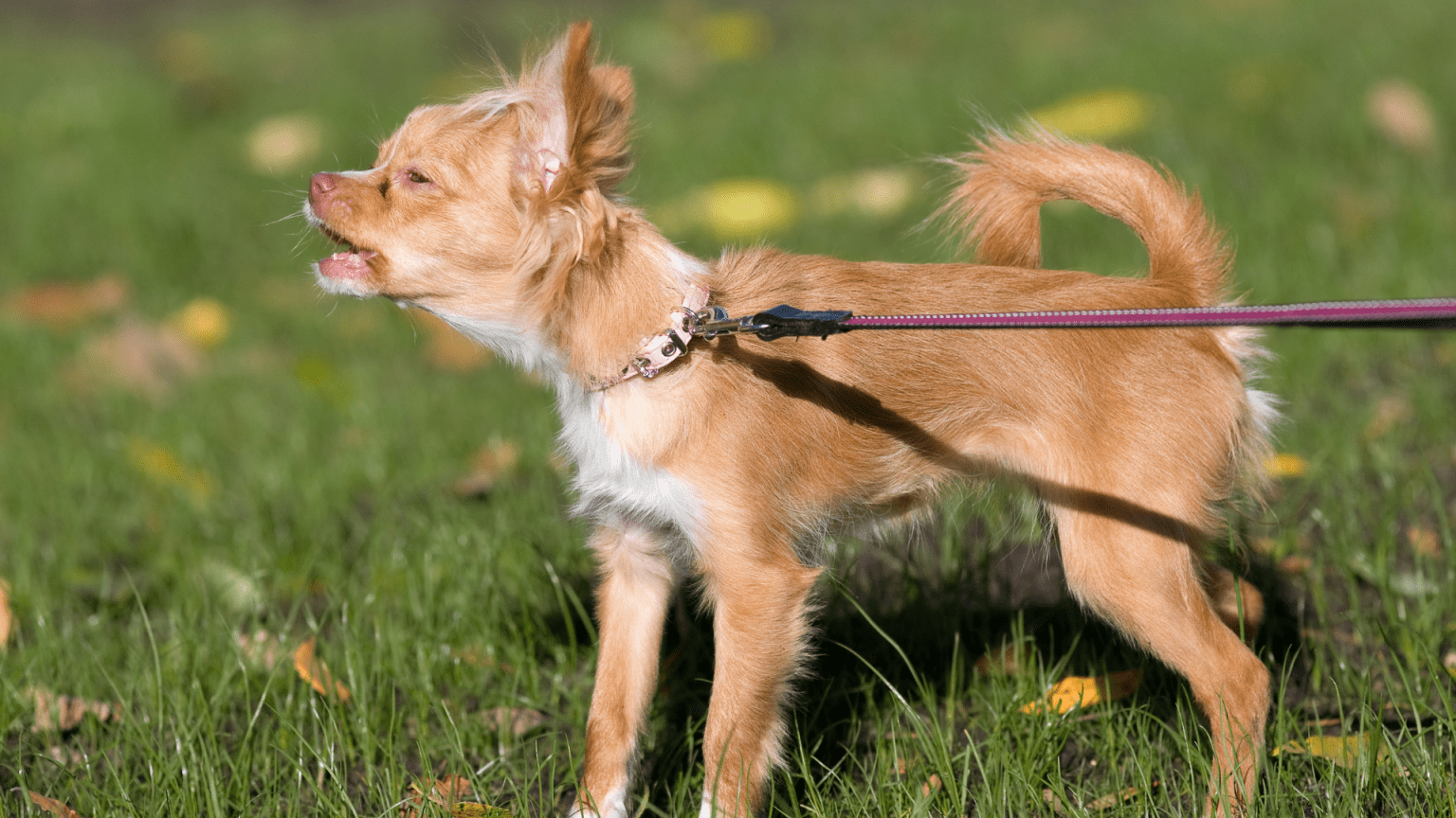 Do Chihuahuas Bark A Lot? What You Need To Know! AtractivoPets