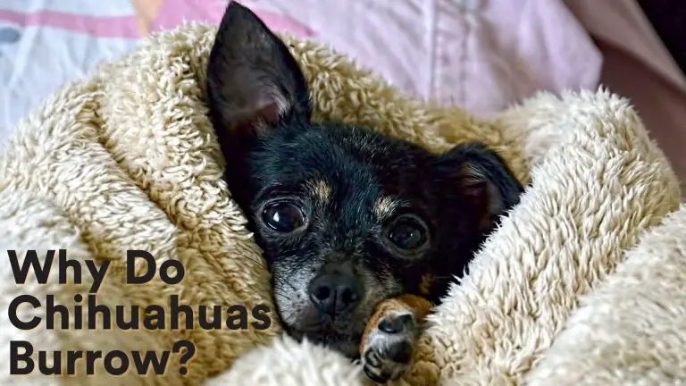 why chihuahuas burrow