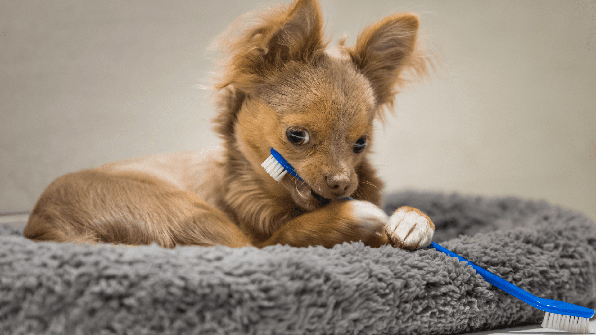 How Many Teeth Do Chihuahuas Have? [Dental Care] AtractivoPets