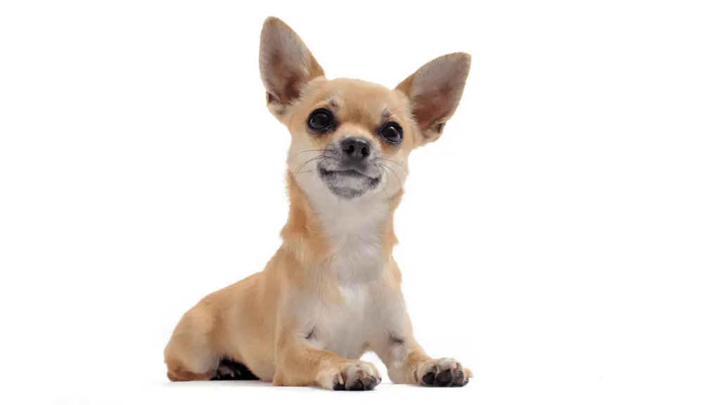 basics of chihuahua