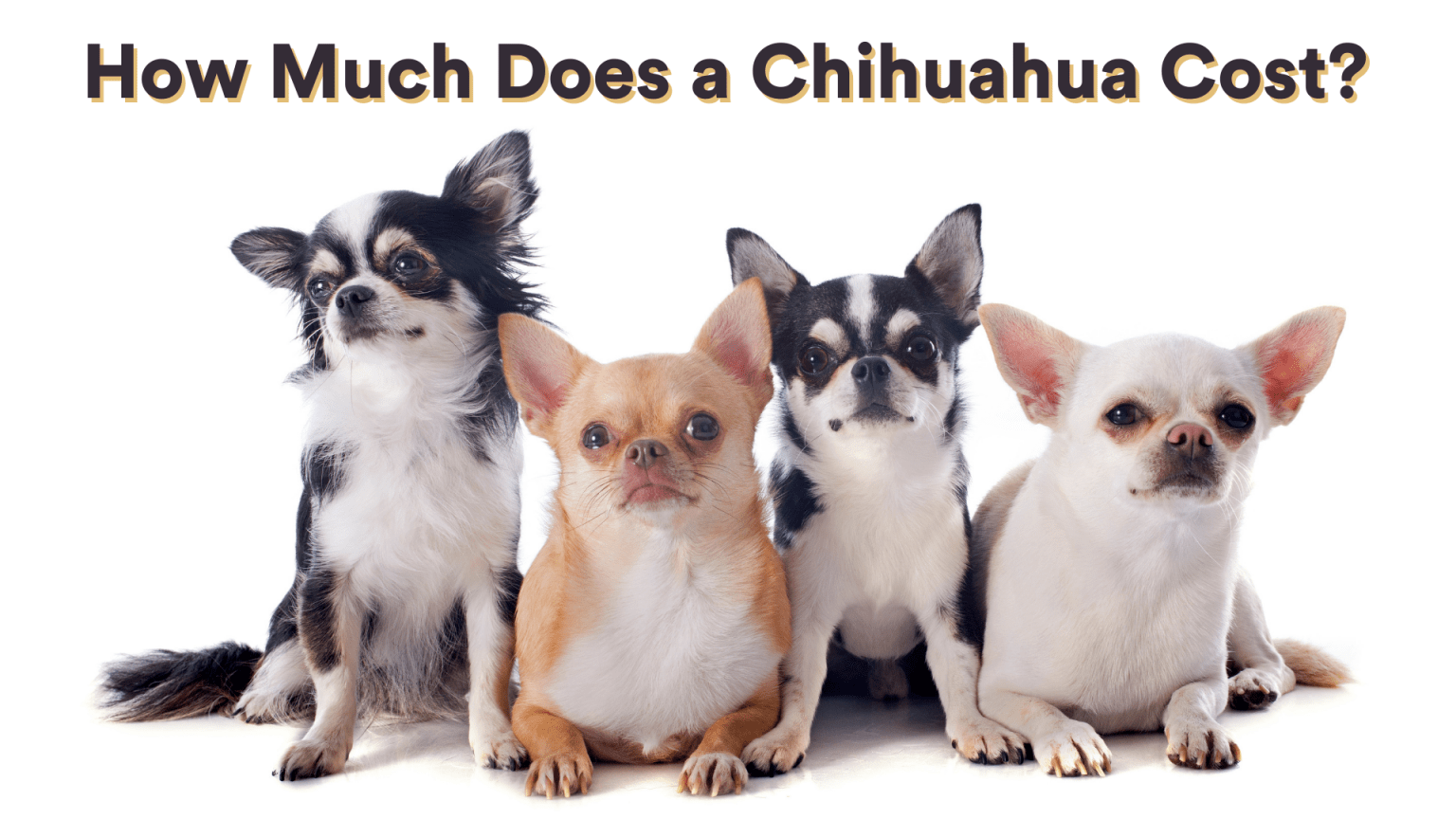 How Much Does a Chihuahua Cost? Where to Get One! AtractivoPets