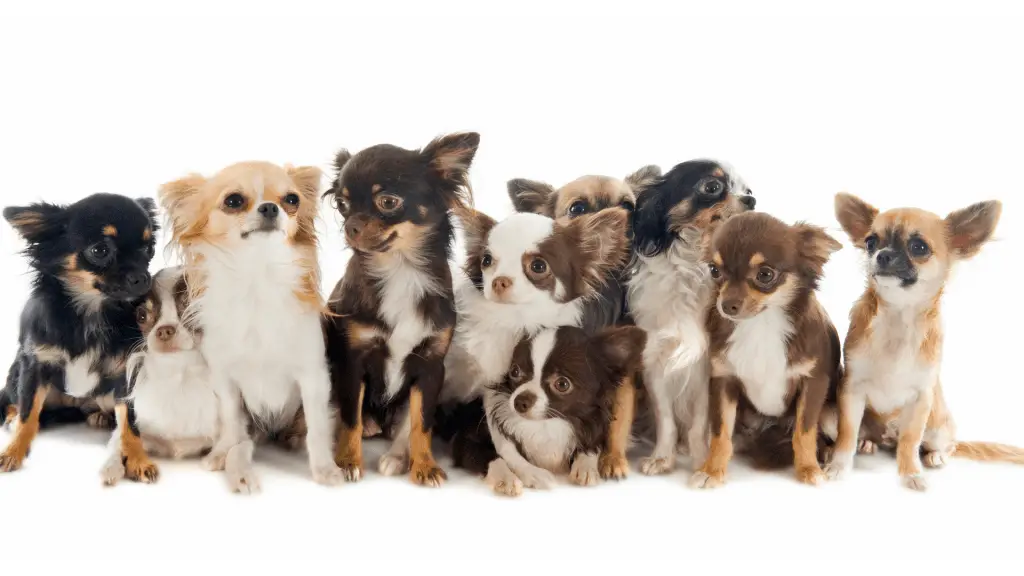 types of chihuahuas